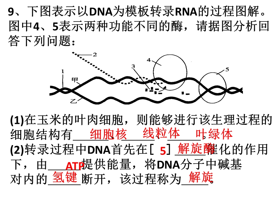 《基因表达复习》PPT课件.ppt_第3页