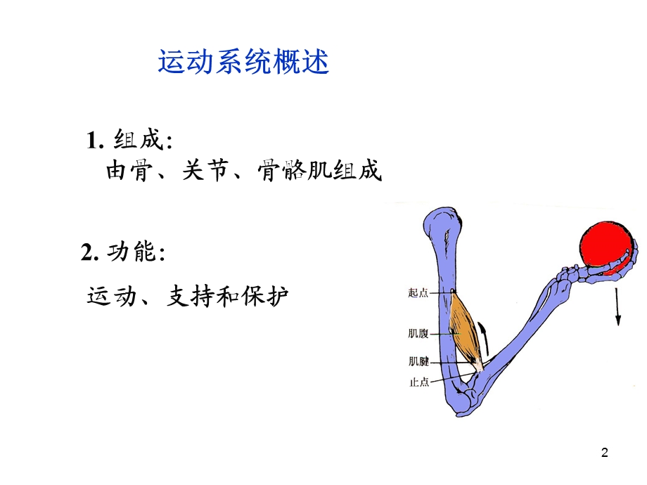 系统解剖学1运动、骨学总论理论.ppt_第2页