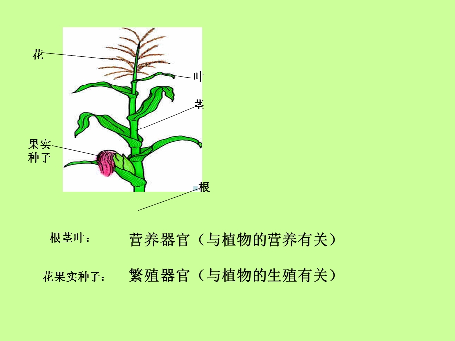 《叶的结构和功能》PPT课件.ppt_第2页