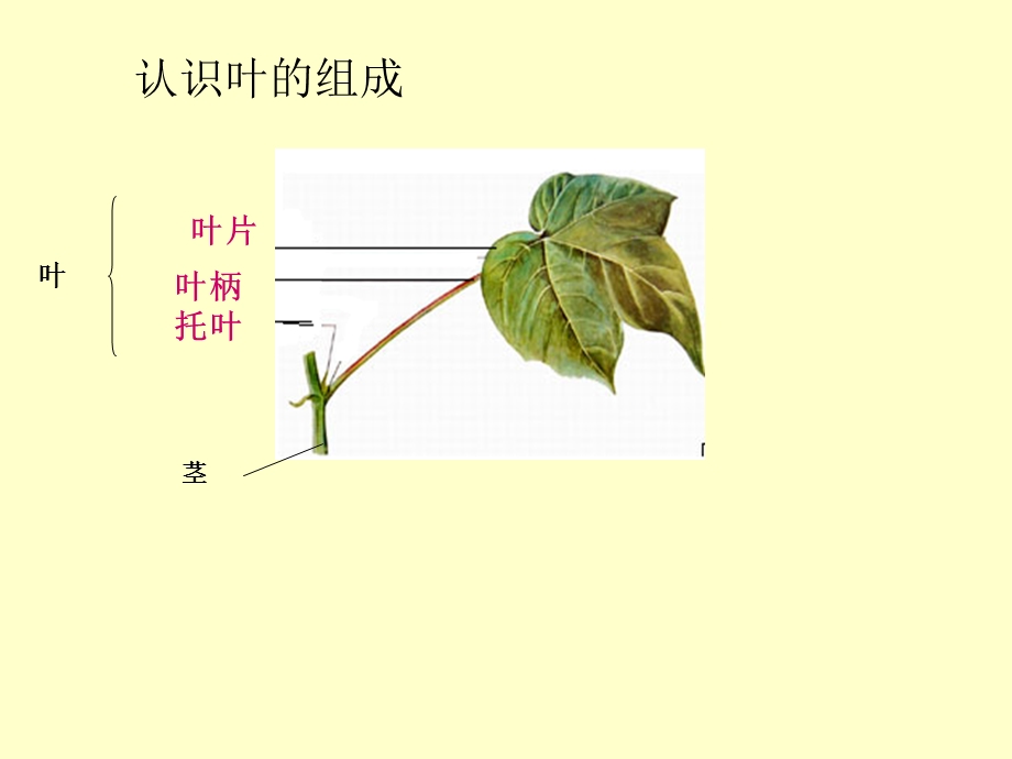 《叶的结构和功能》PPT课件.ppt_第3页