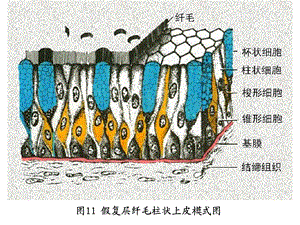 《动物组织胚胎》PPT课件.ppt