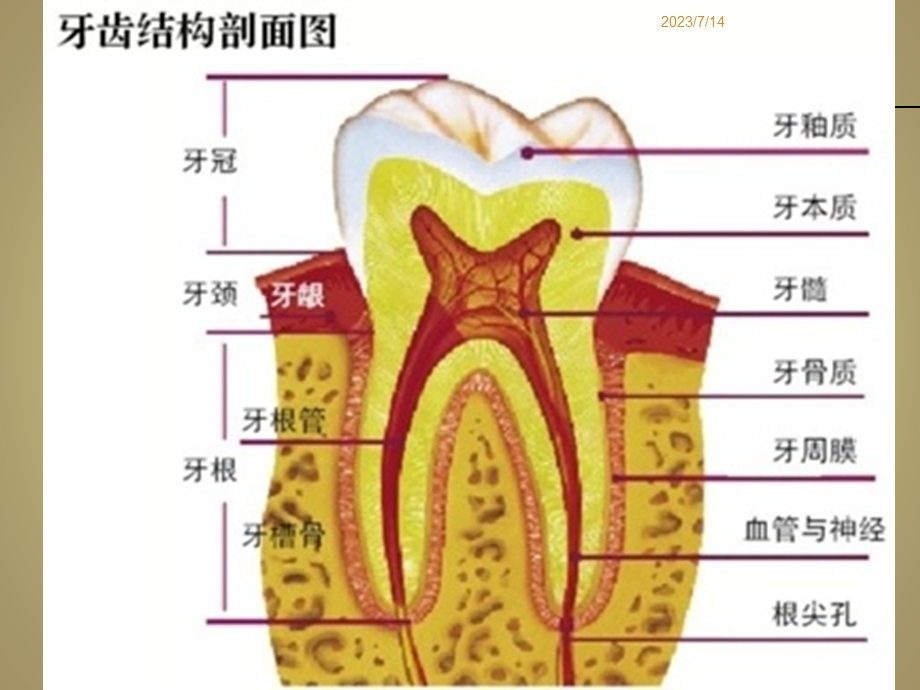 《常见牙周疾病》PPT课件.ppt_第3页