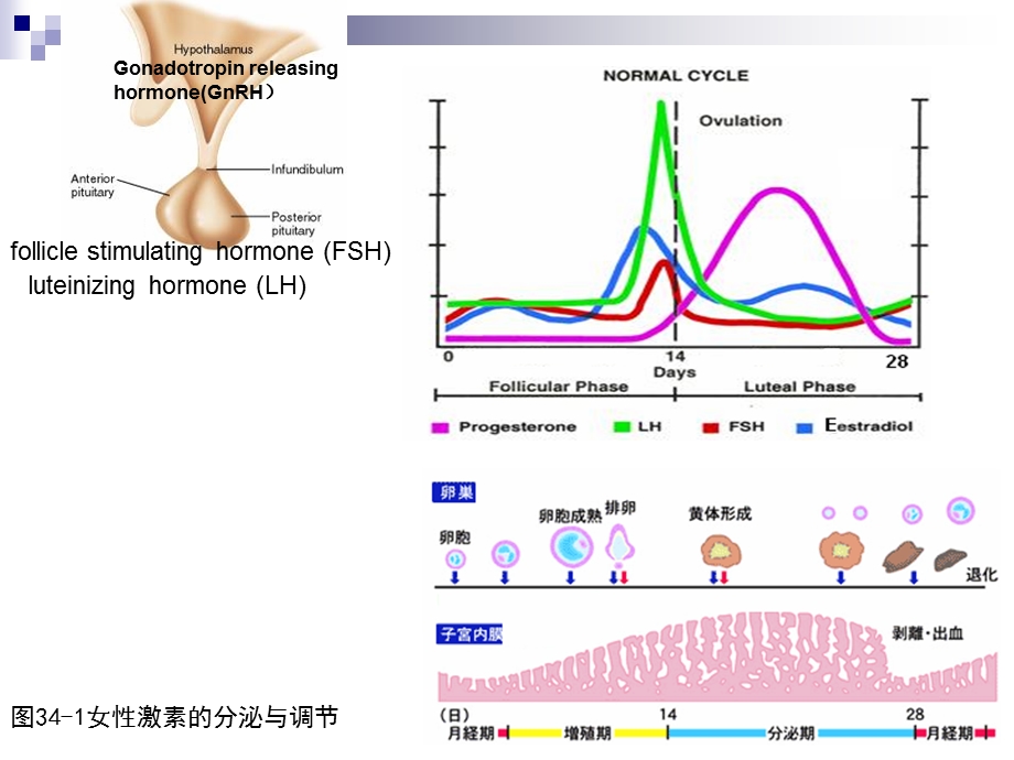 《性激素类和避孕药》PPT课件.ppt_第3页