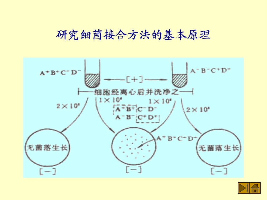 《复旦普通微生物学》PPT课件.ppt_第3页