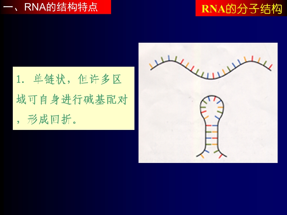 《RNA的分子结构》PPT课件.ppt_第2页