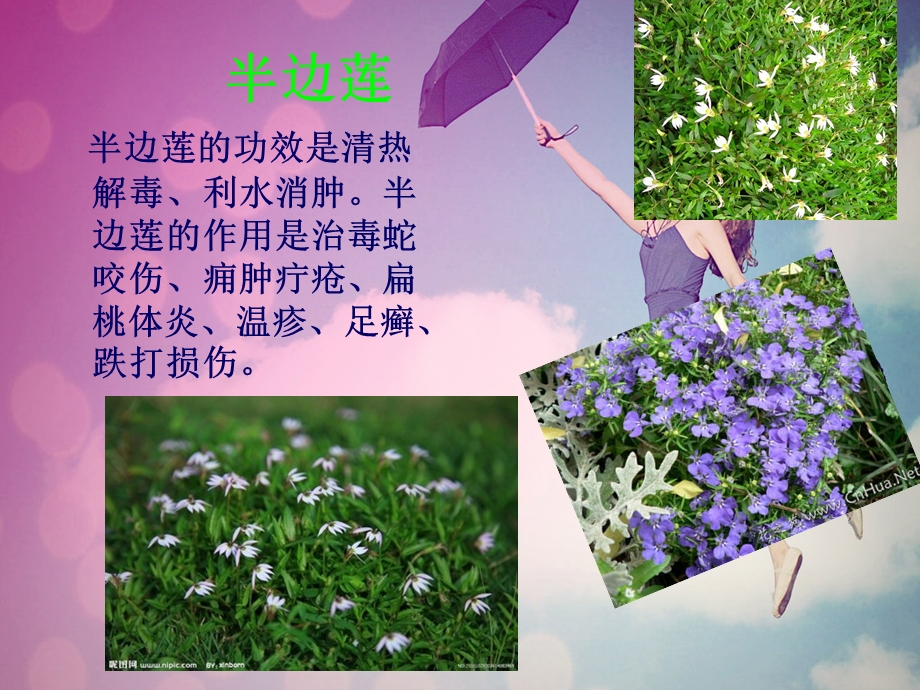 中医药文化.ppt_第3页