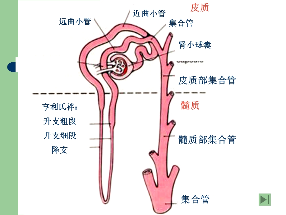 兽医药理学利尿药与脱水药.ppt_第3页