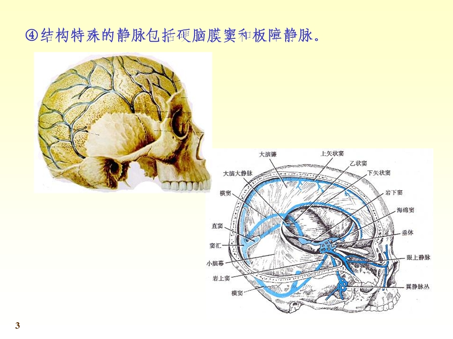 《心血管系统静脉》PPT课件.ppt_第3页