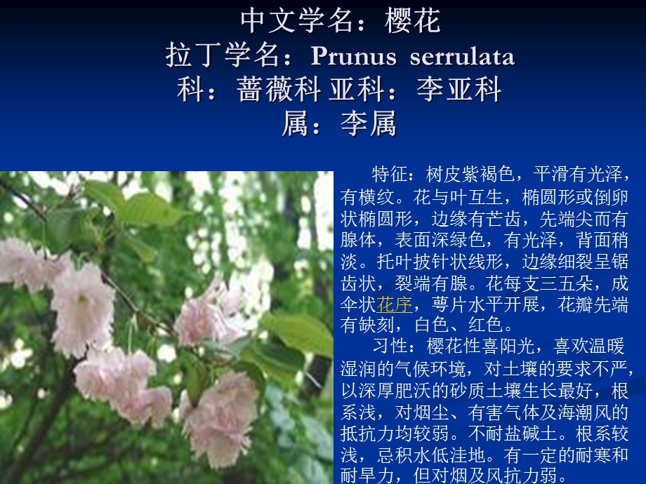 《中文学名樱花》PPT课件.ppt_第1页