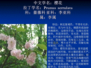 《中文学名樱花》PPT课件.ppt