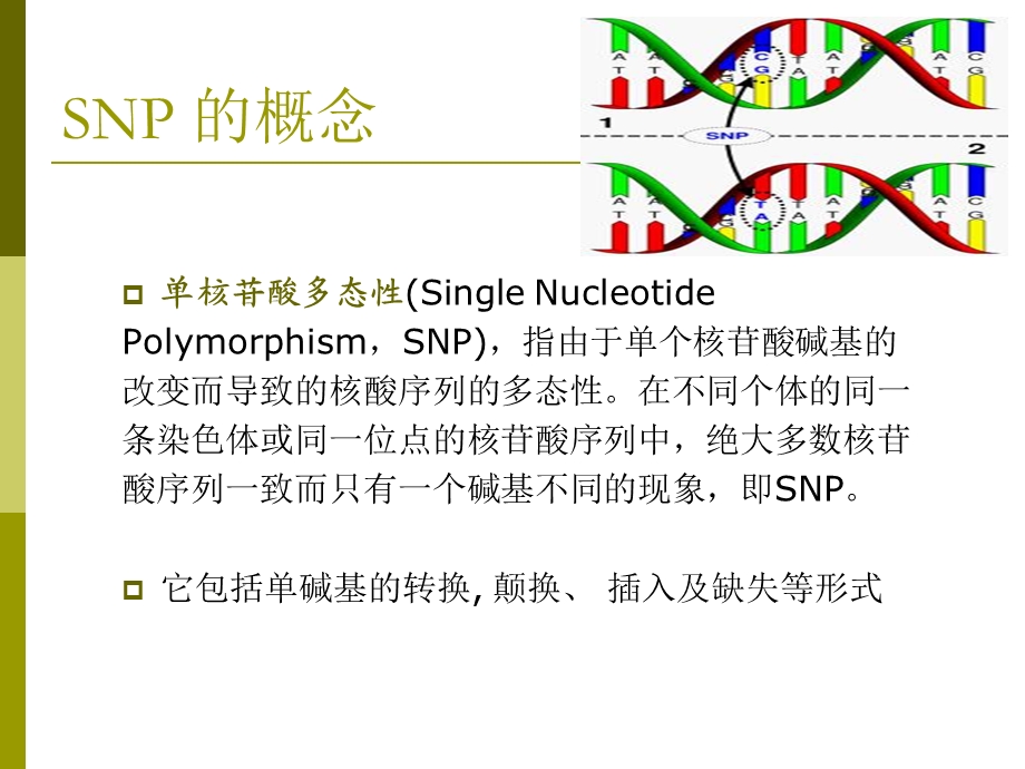 《SNP检测技术》PPT课件.ppt_第3页