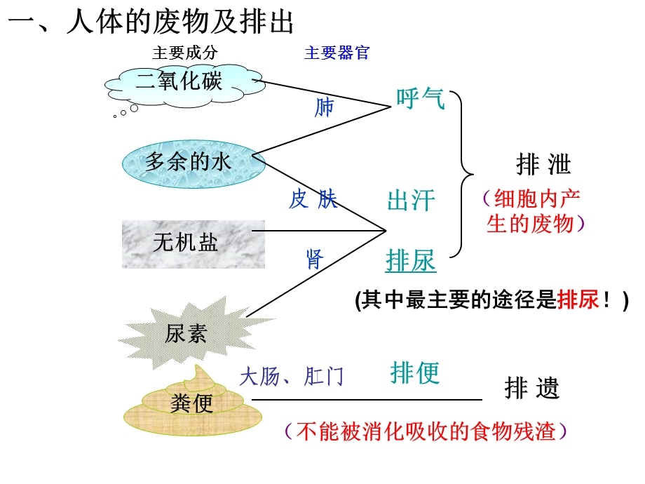 《尿的形成和排出》PPT课件.ppt_第3页