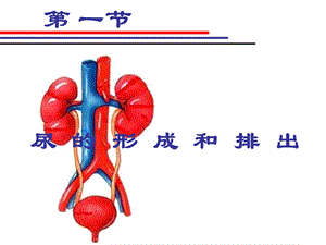 《尿的形成和排出》PPT课件.ppt