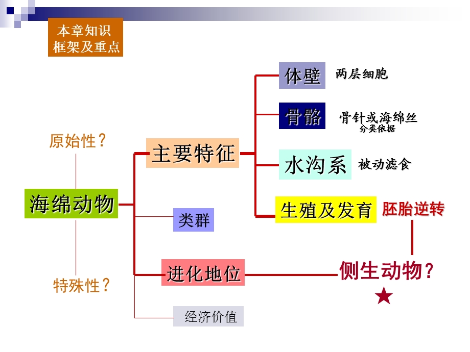 《多孔动物》PPT课件.ppt_第2页