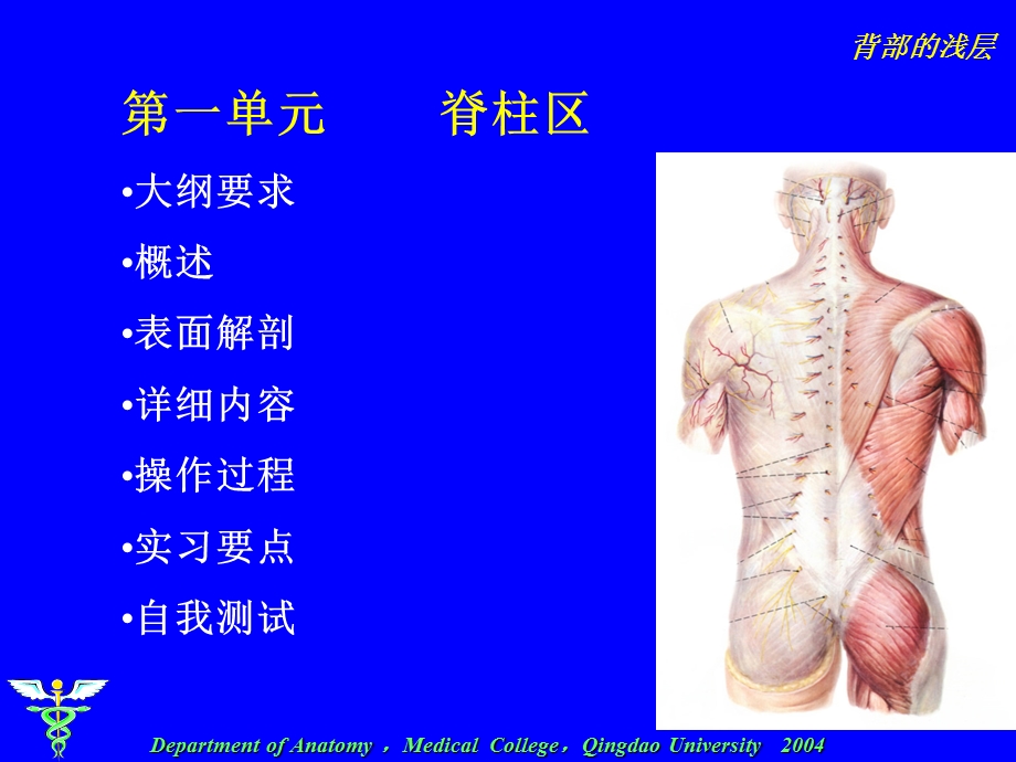 《单元背部浅层》PPT课件.ppt_第1页