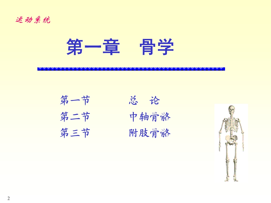 《人体骨骼解剖学》PPT课件.ppt_第2页