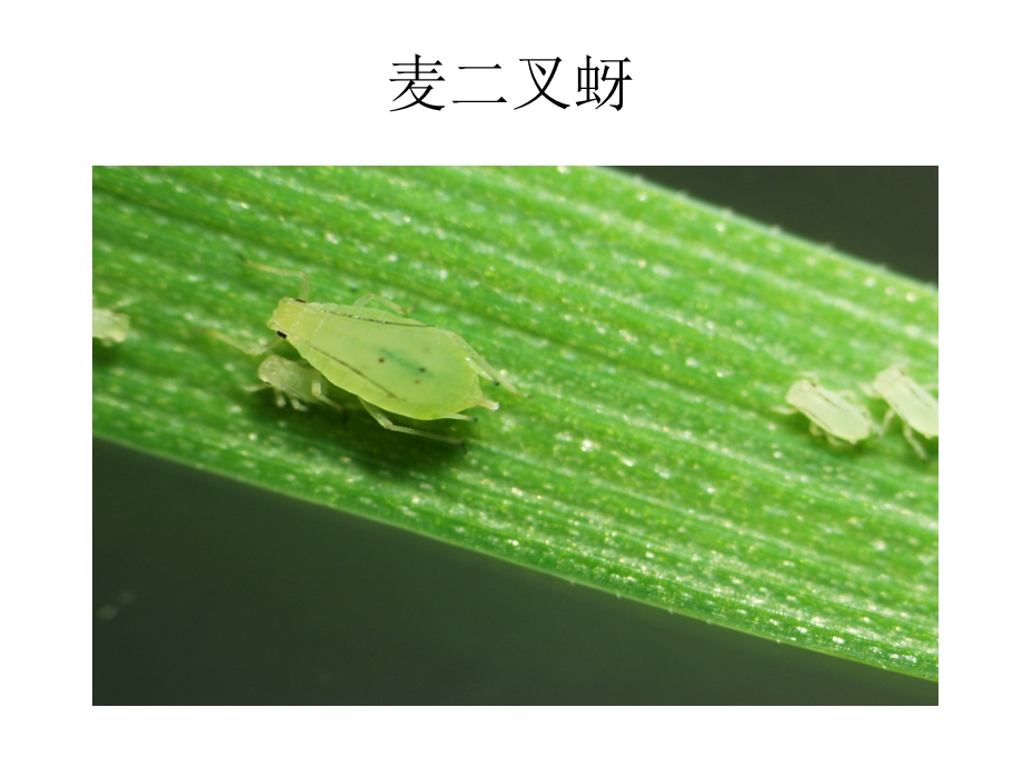 《小麦常见昆虫》PPT课件.ppt_第3页