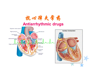 《心率失常药》PPT课件.ppt