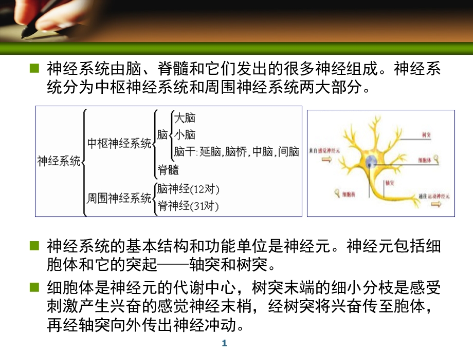 《周围神经系统药物》PPT课件.ppt_第1页