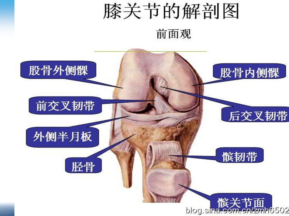 《人体骨关疾病》PPT课件.ppt_第2页