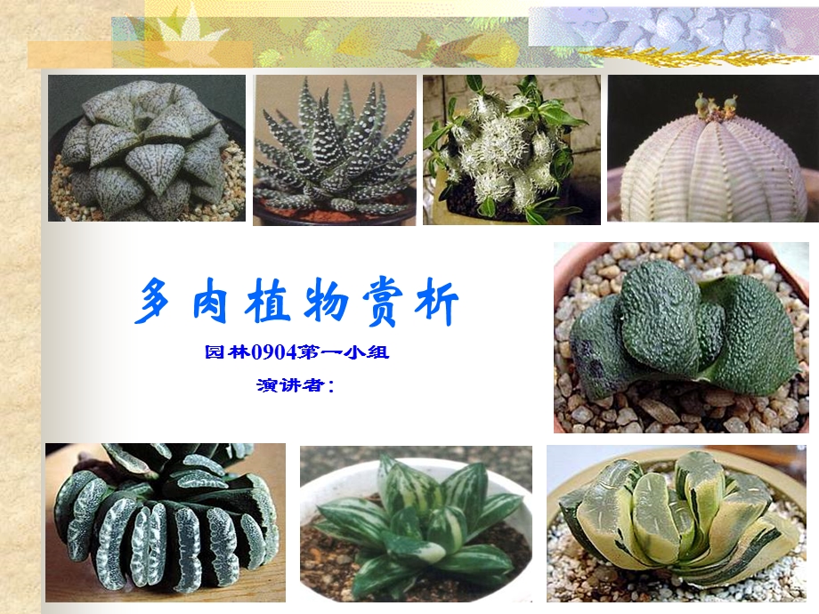 《多肉植物赏析》PPT课件.ppt_第1页