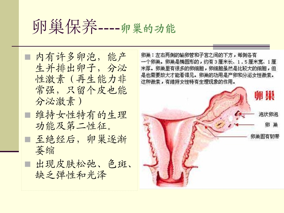 《卵巢专业知识》PPT课件.ppt_第3页