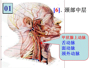 《局解实验集锦》PPT课件.ppt