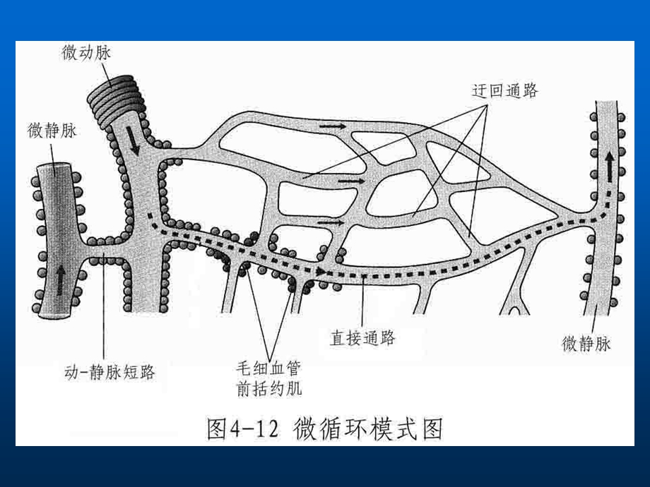 《微循环淋巴》PPT课件.ppt_第3页