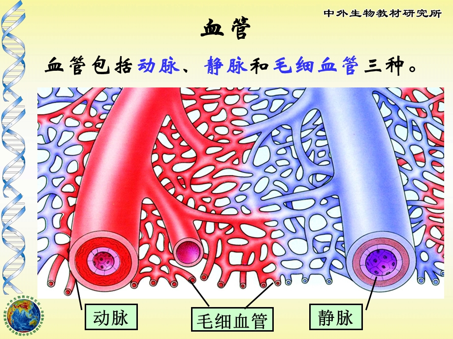 《人体的血液循环》PPT课件.ppt_第2页