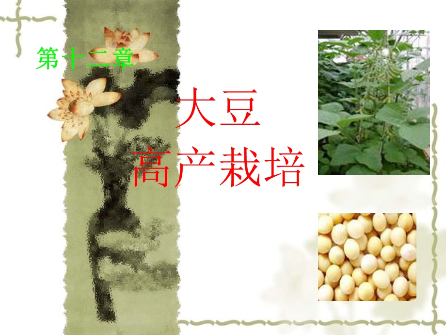 《大豆高产栽培》PPT课件.ppt_第1页