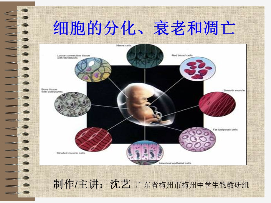 细胞的分化衰老和凋亡.ppt_第1页