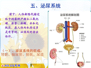 《幼儿泌尿系统》PPT课件.ppt