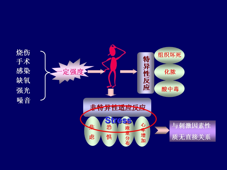 上海医学院课件应激.ppt_第3页