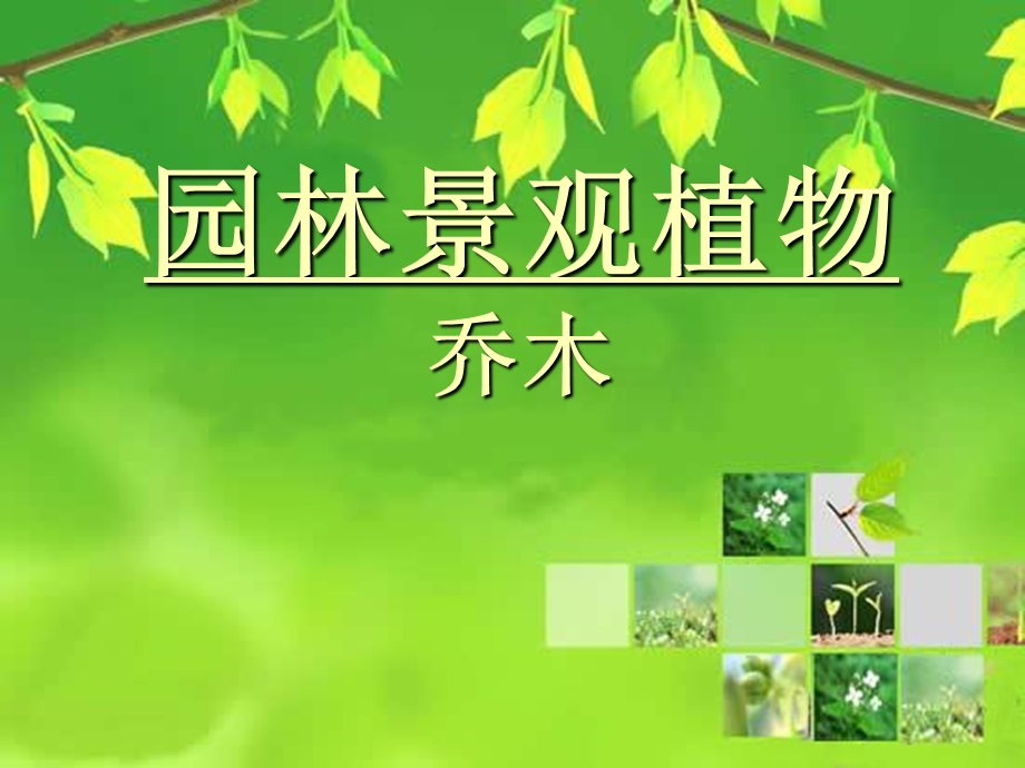 《园林植物乔木》PPT课件.ppt_第1页