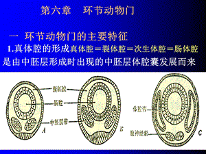 《修改环节动物》PPT课件.ppt