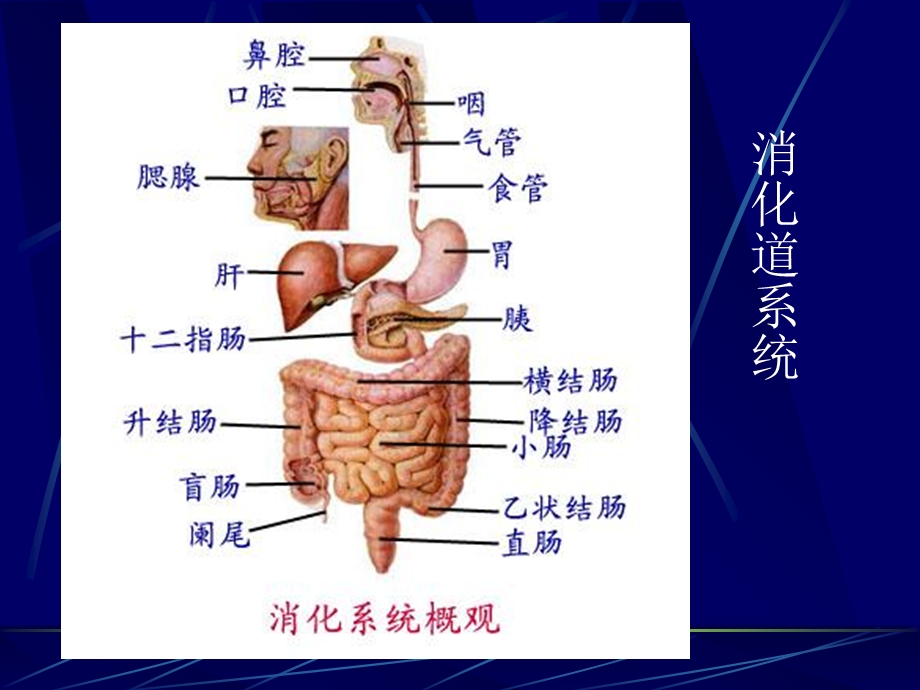 《呕血便血》PPT课件.ppt_第2页