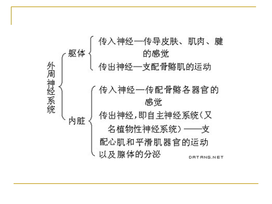 《外周神经系统用药》PPT课件.ppt_第3页