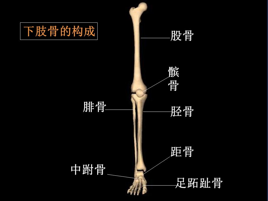 《下肢骨折阅片》PPT课件.ppt_第2页