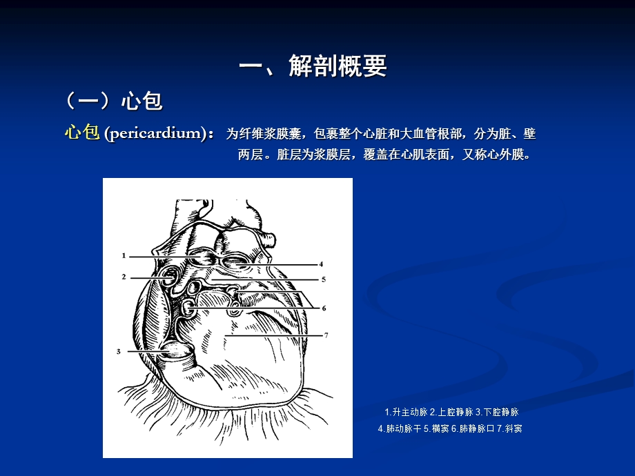 《心脏彩超操作》PPT课件.ppt_第3页