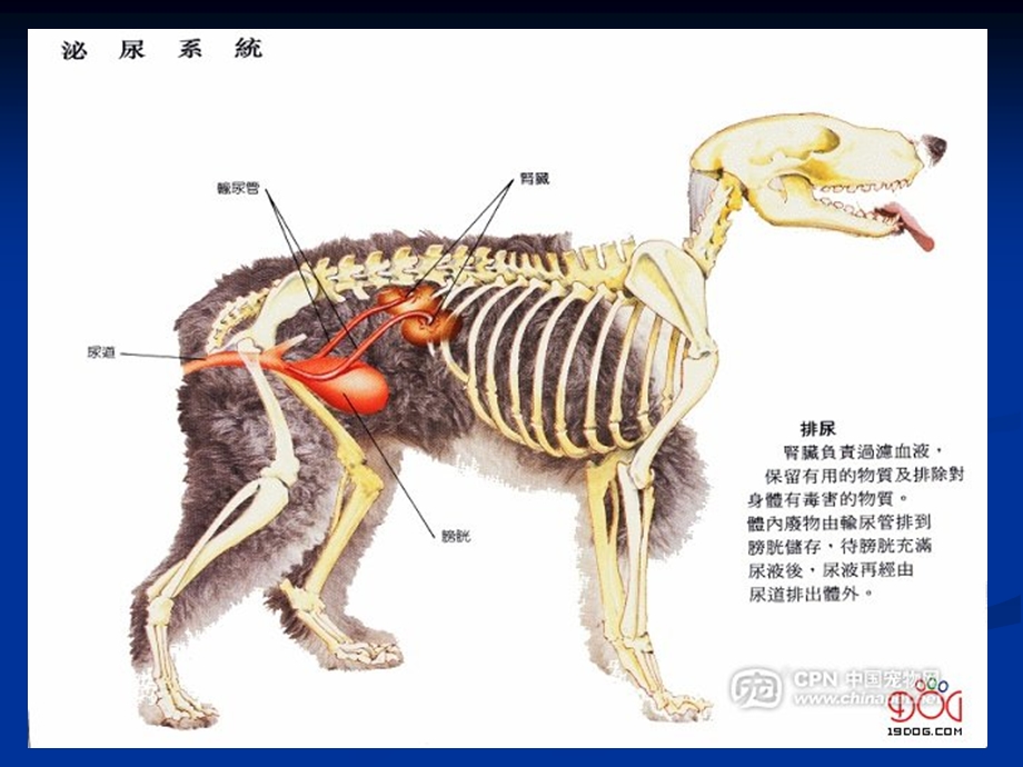 兽医内科学第六章 泌尿系统疾病(最新).ppt_第3页