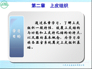 《上皮组织》PPT课件.ppt