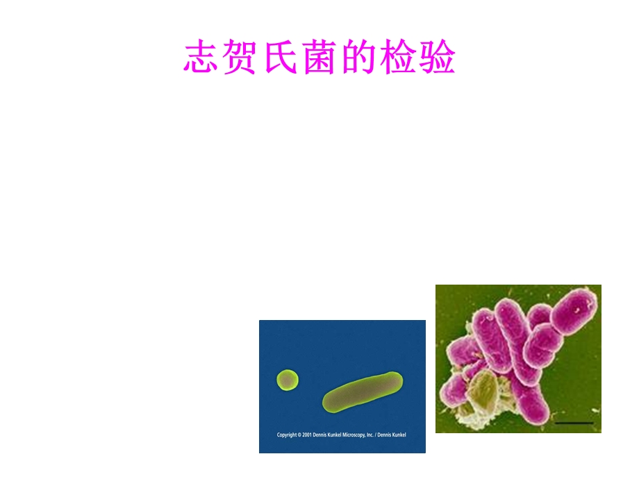 《志贺氏菌检验》PPT课件.ppt_第1页