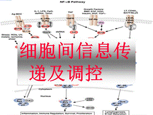 细胞间信息与调控2研究生.ppt