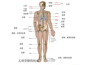 《人体骨骼系统》PPT课件.ppt