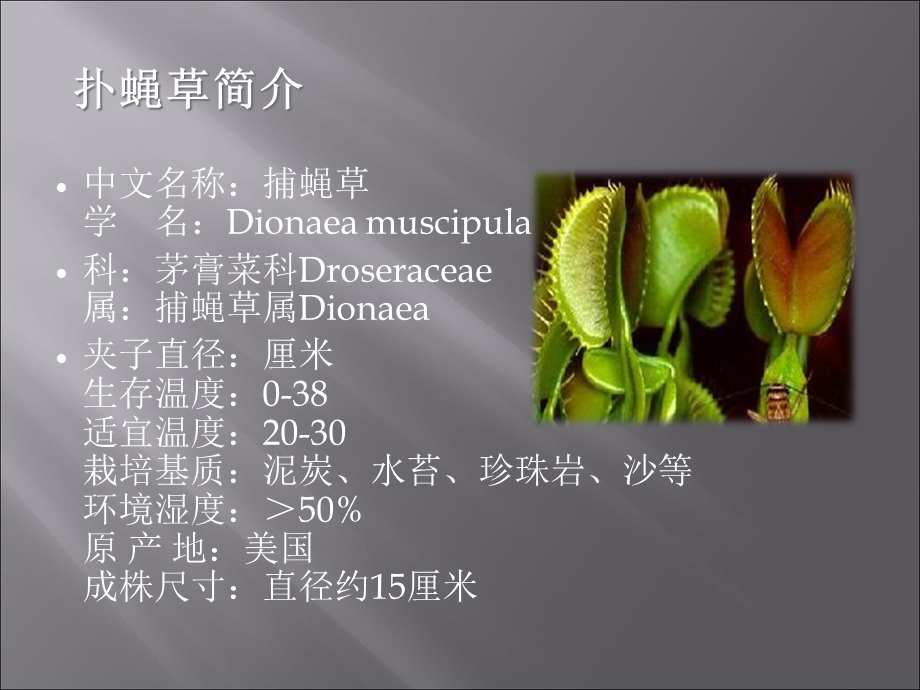 《扑蝇草的种植技术》PPT课件.ppt_第2页