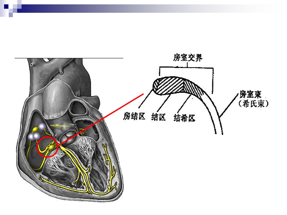 《心肌细胞的生物电》PPT课件.ppt_第2页