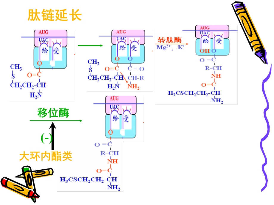 《大环内酯》PPT课件.ppt_第3页