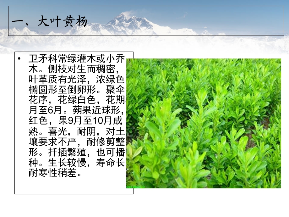 《北方常用绿篱》PPT课件.ppt_第2页