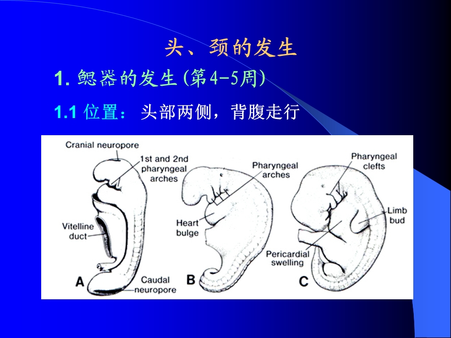 《人体胚胎学》PPT课件.ppt_第2页