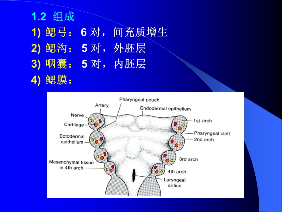 《人体胚胎学》PPT课件.ppt_第3页